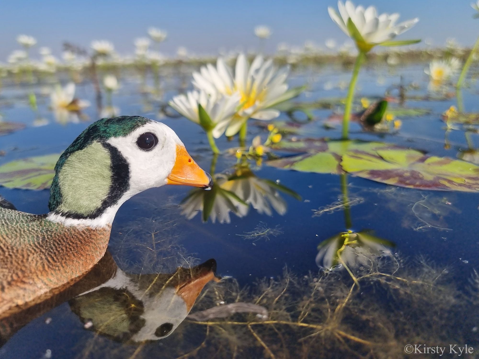 An African Pygmy Goose among water lilies