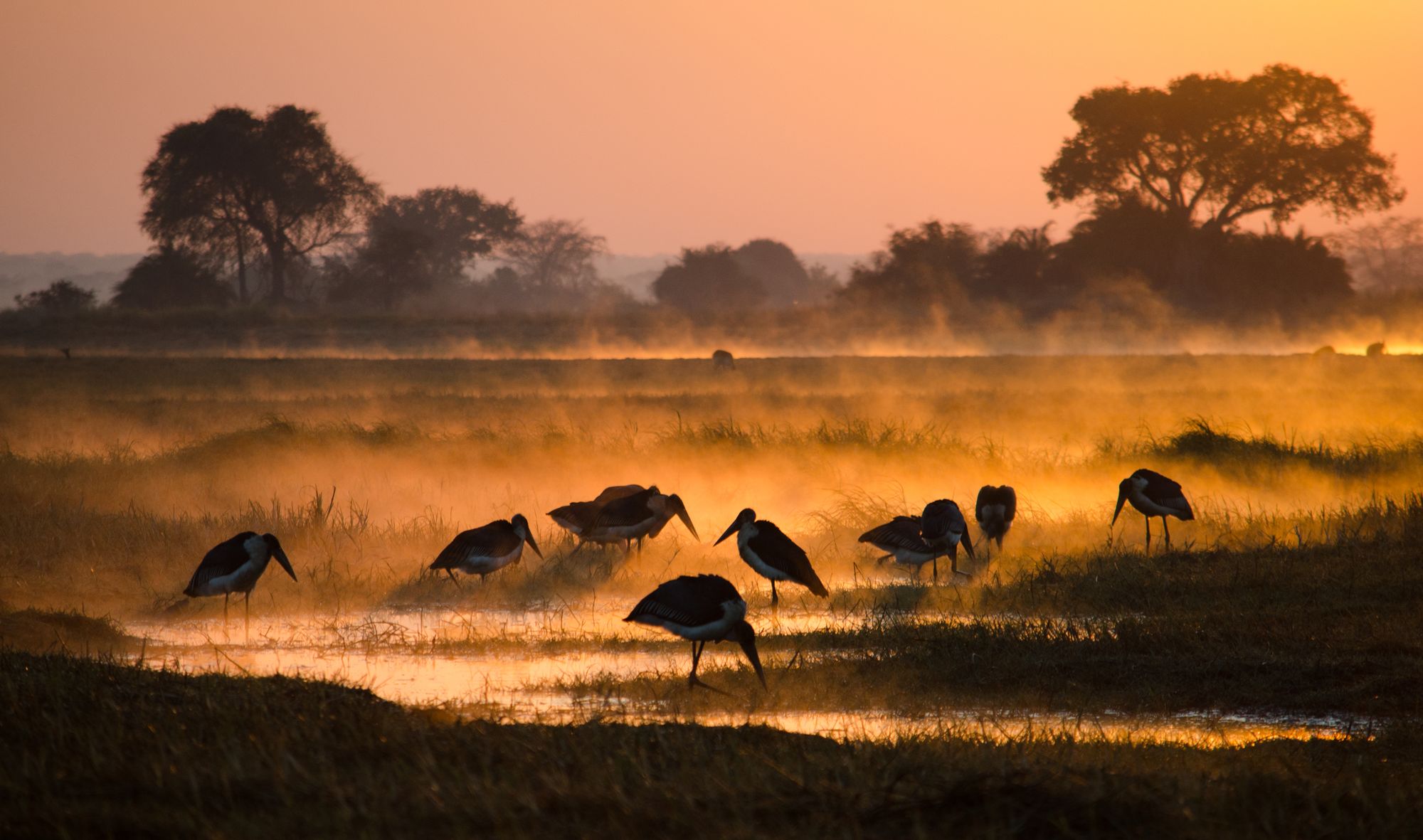 Storks foraging on a misty floodplain at sunrise