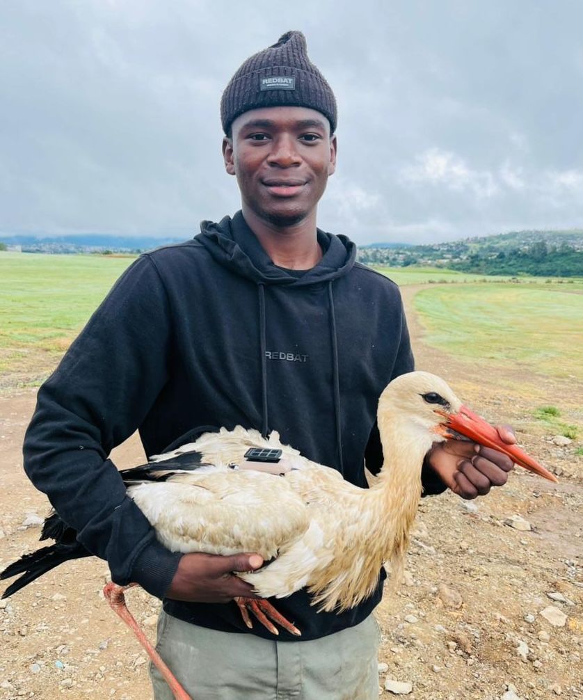 Siboniso Magoso holding a White Stork