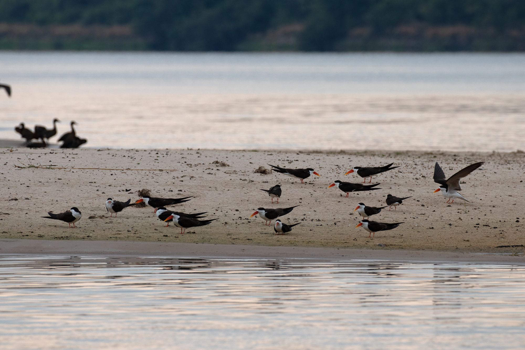 African Skimmers resting on a sandbank