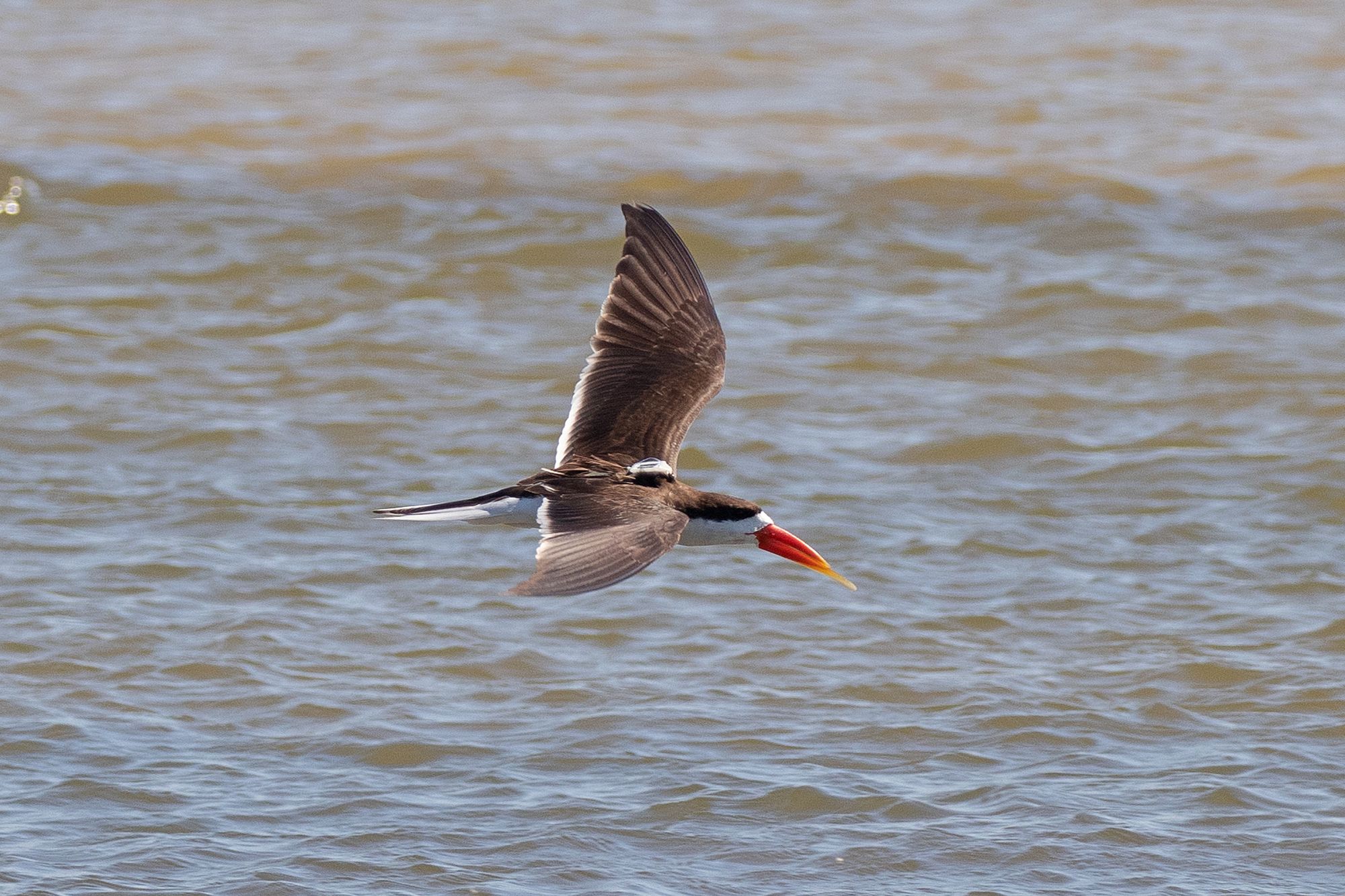 An African Skimmer in flight low over the water