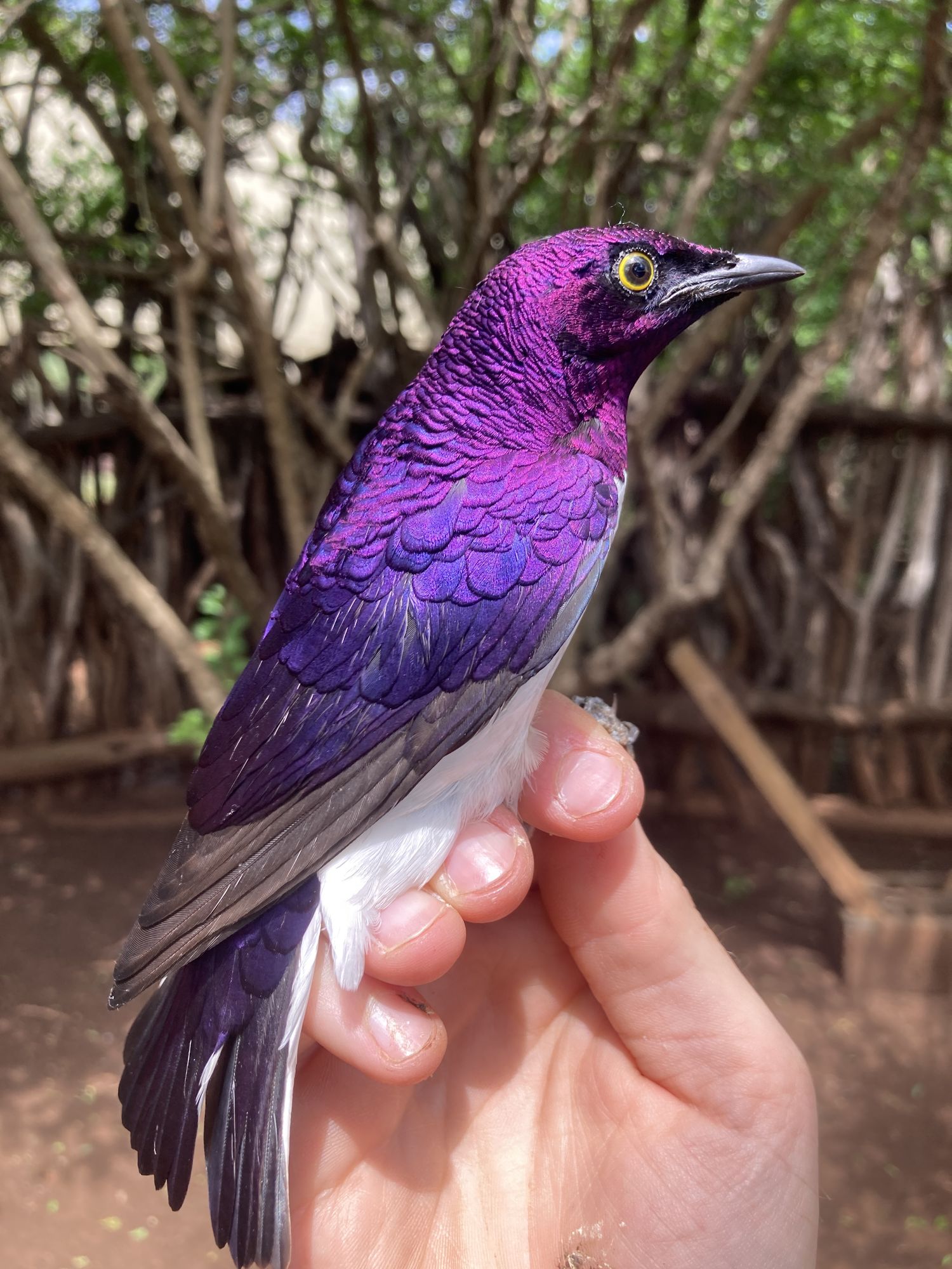 A ringed Violet-backed Starling before release