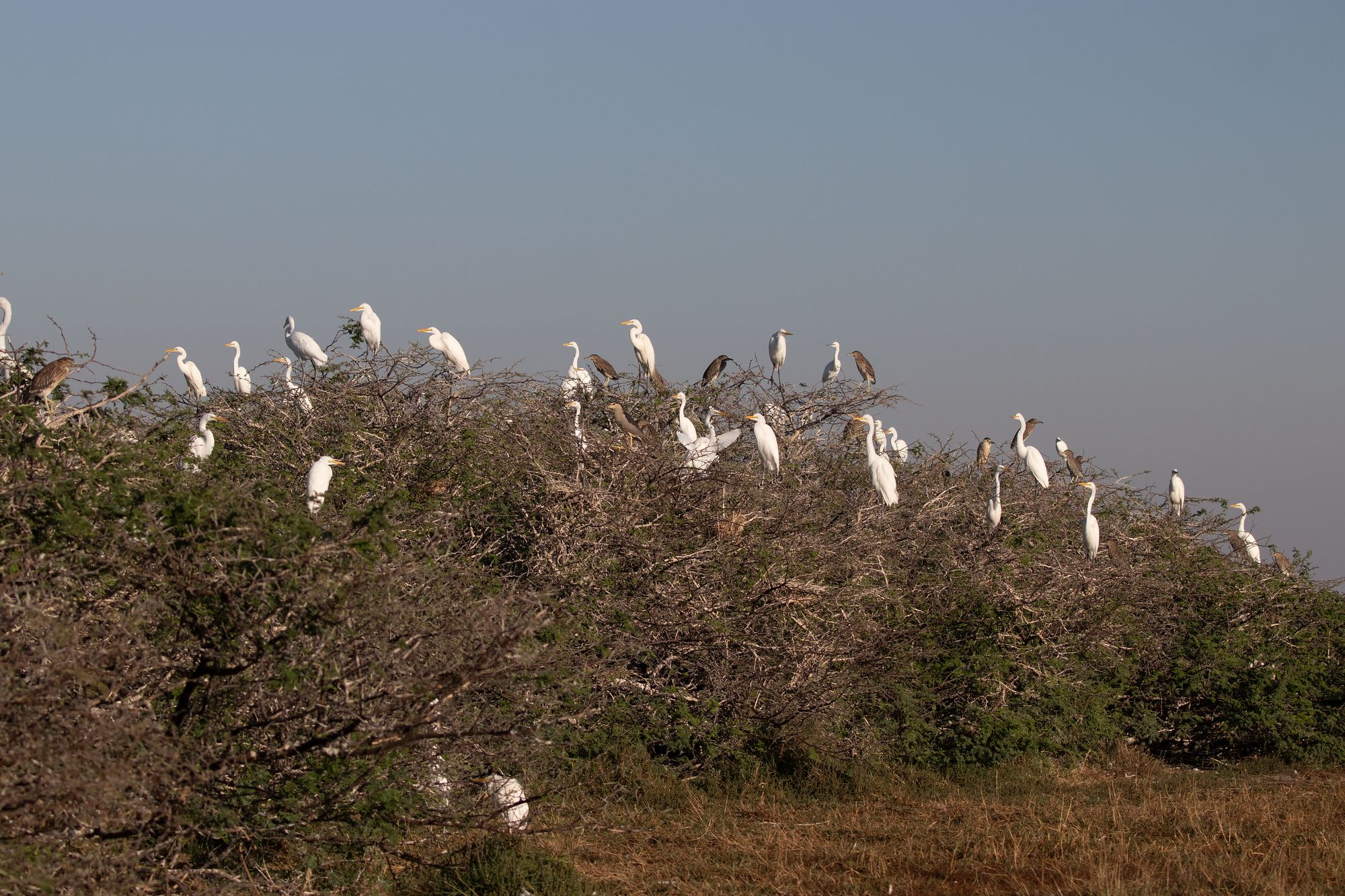 White egrets nesting across a treetop colony