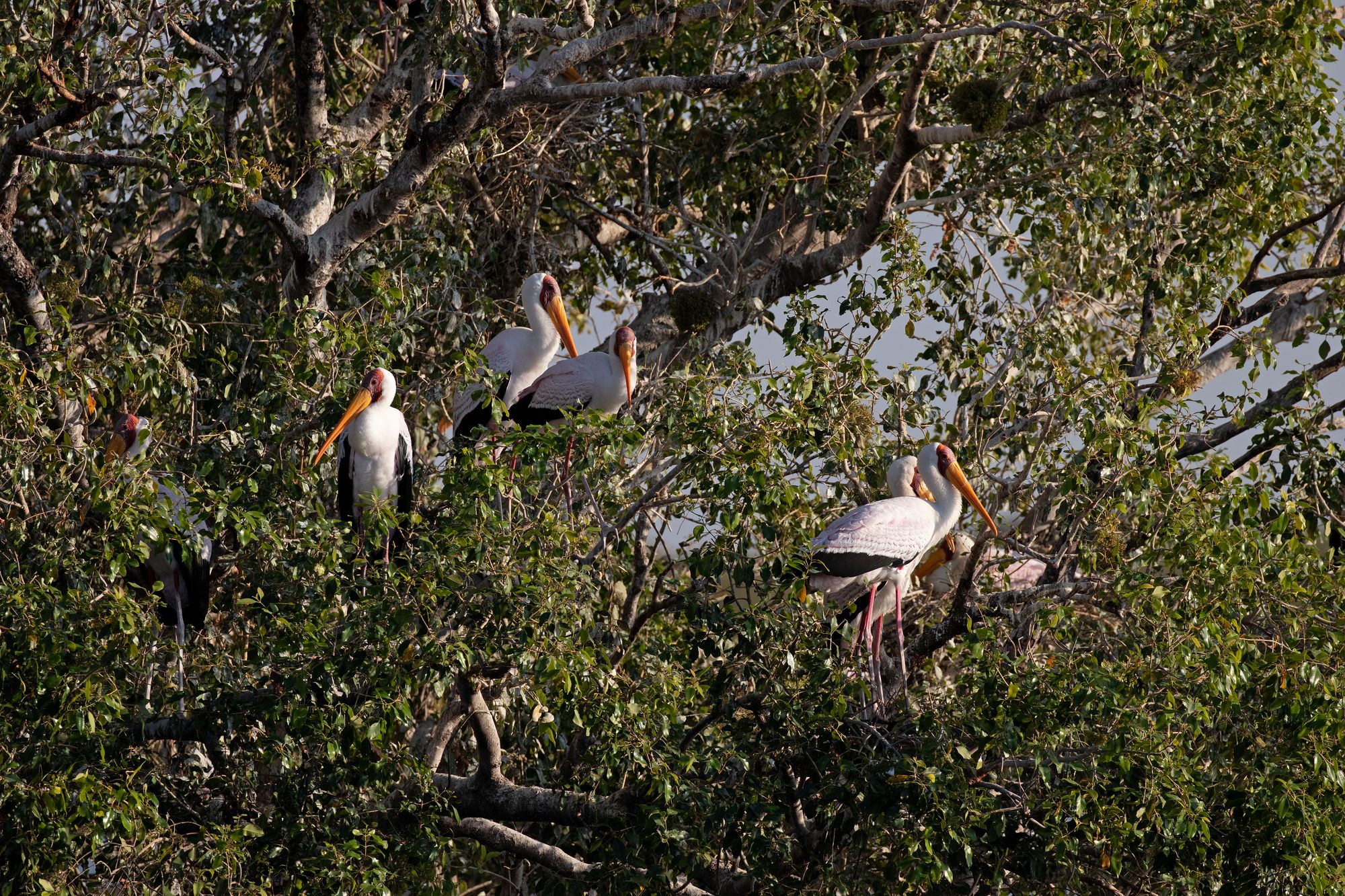 Yellow-billed Stork nests in a breeding colony