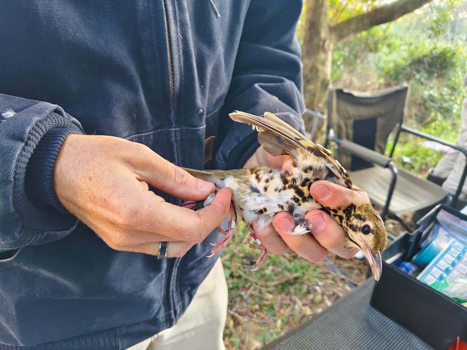A small bird in hand fitted with a tracking device