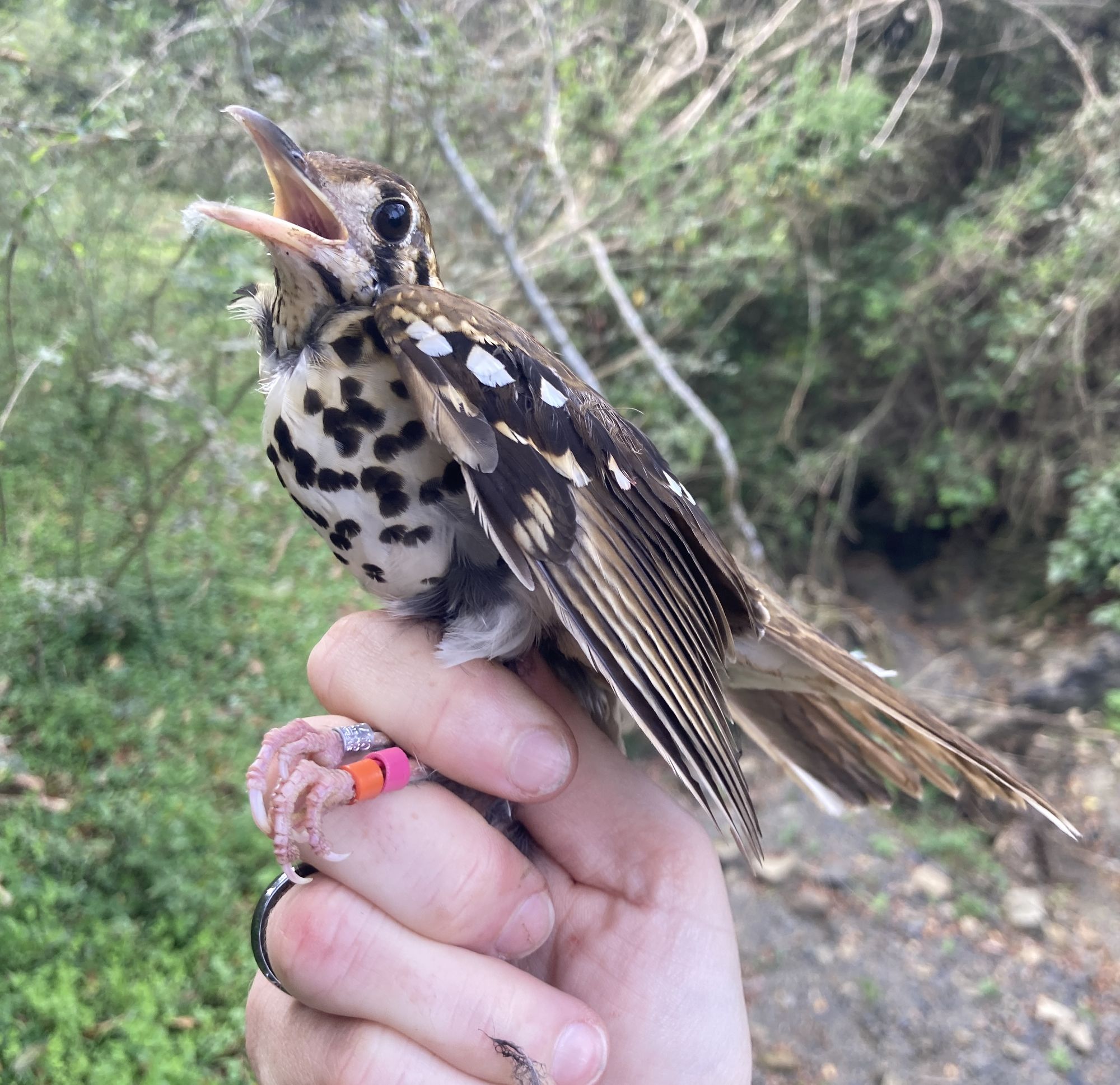 A colour-ringed Spotted Ground Thrush before release