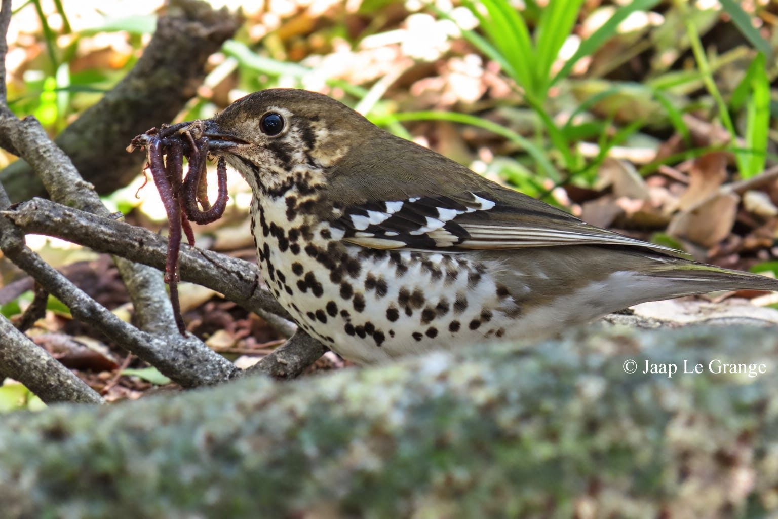 A Spotted Ground Thrush with earthworms in its bill