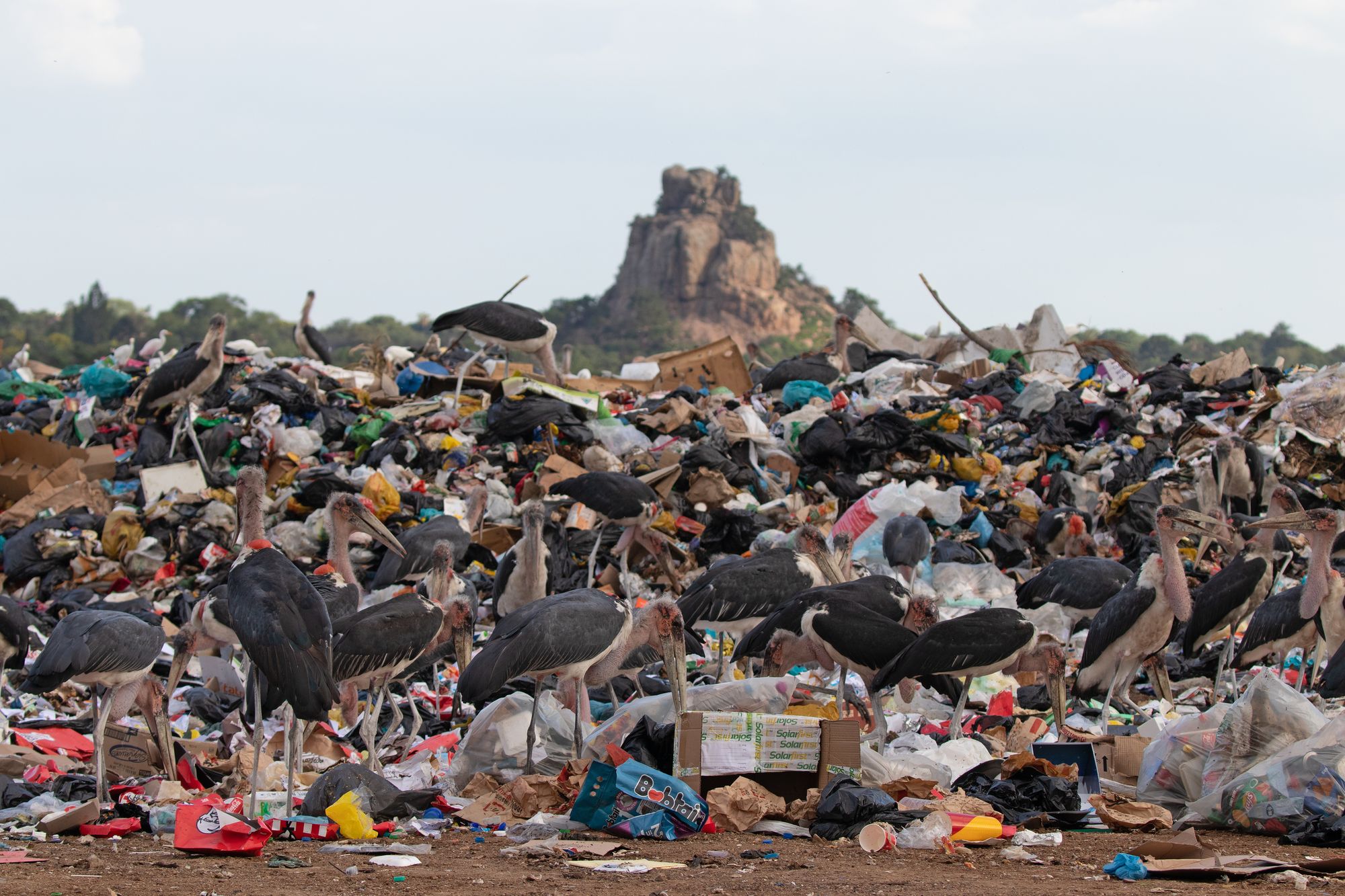 Marabou Storks gathered on a landfill