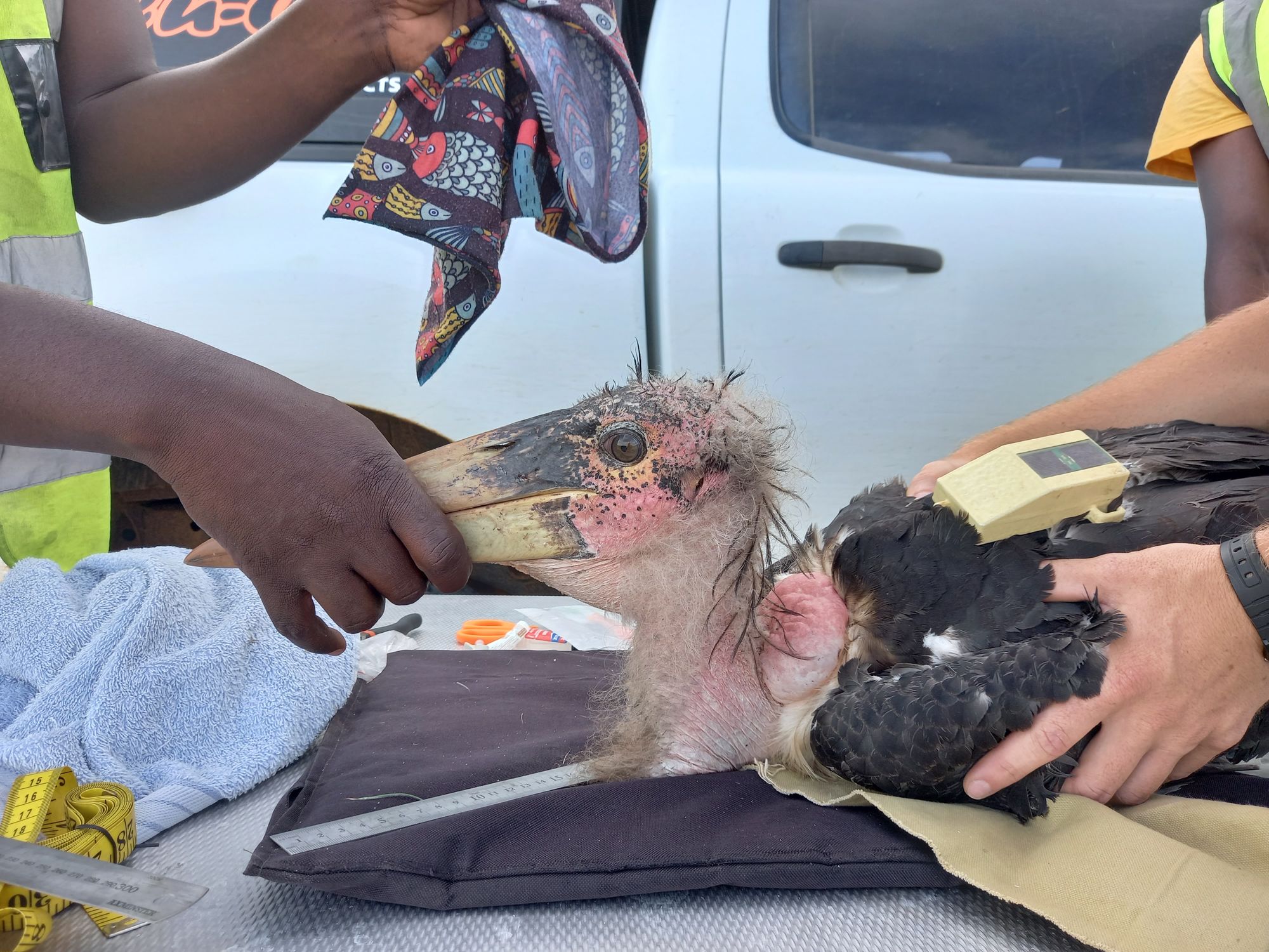 A Marabou Stork being fitted with a GPS tracker