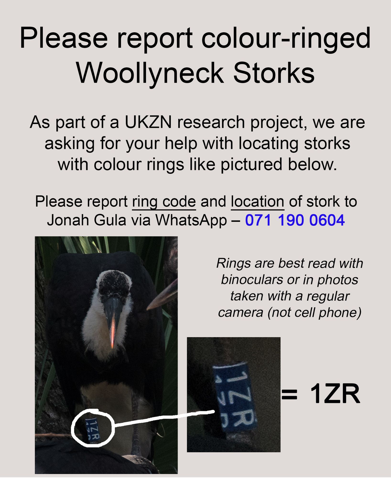 Poster asking the public to report colour-ringed Woolly-necked Storks