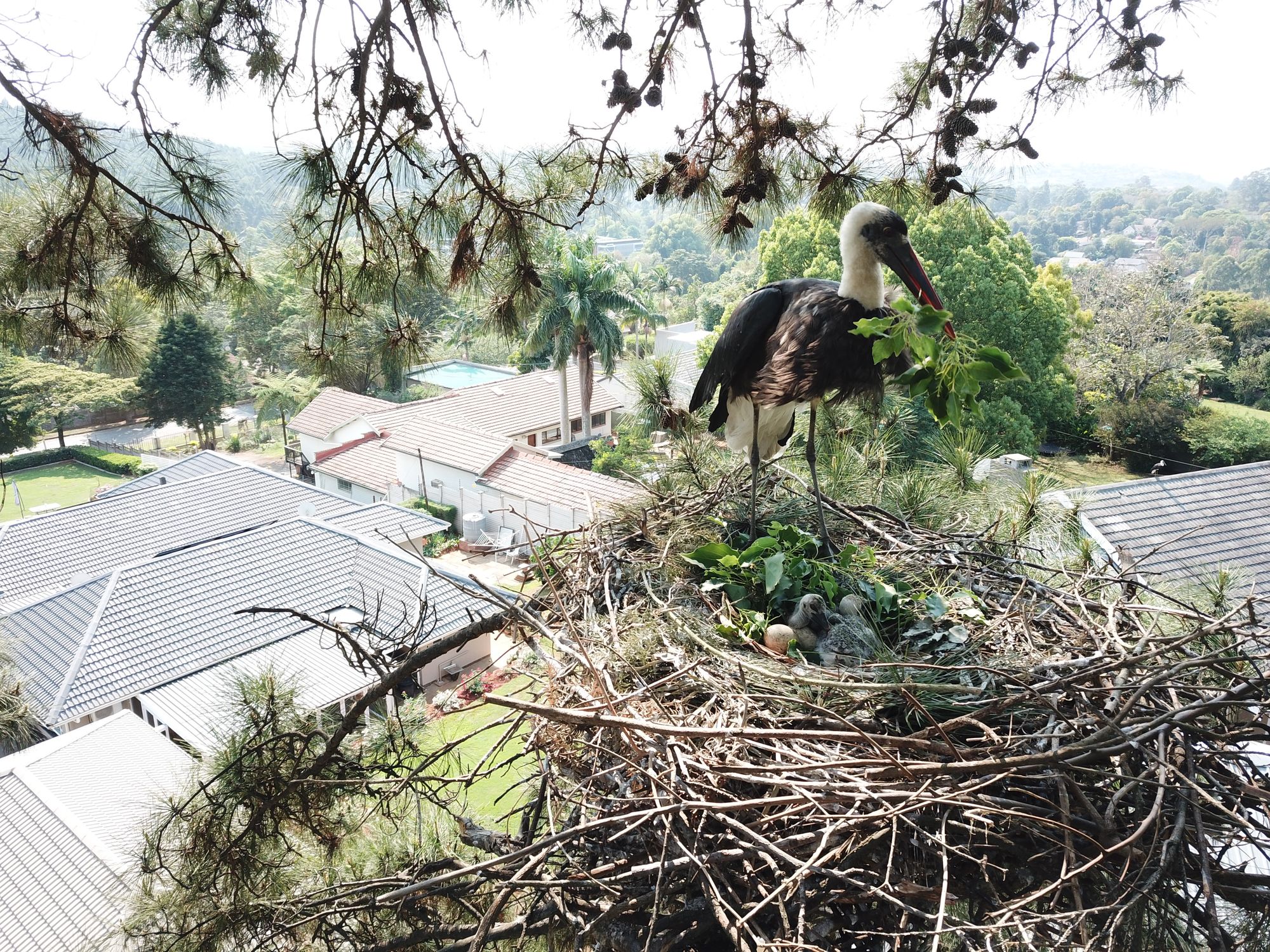 An African Woolly-necked Stork on its nest above suburban houses