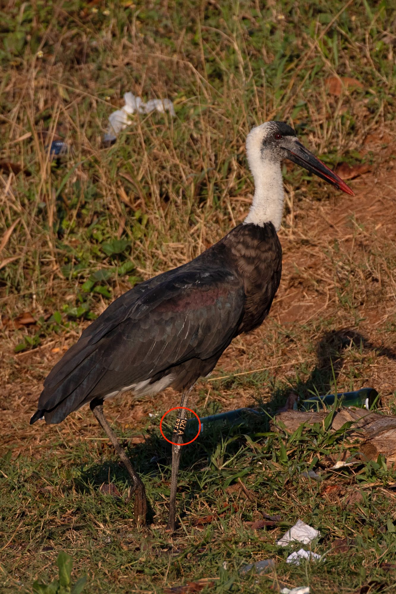 Colour-ringed Woolly-necked Stork