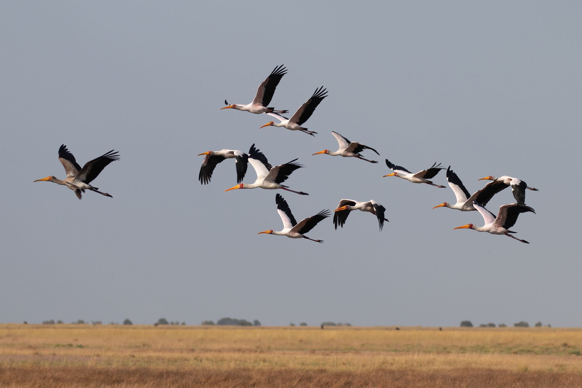 A flock of waterbirds in flight over a floodplain