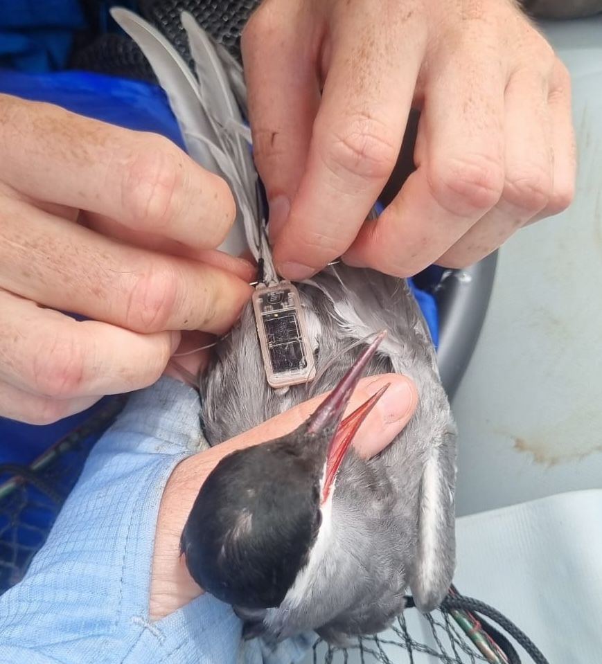 A tern being fitted with a small tracking device