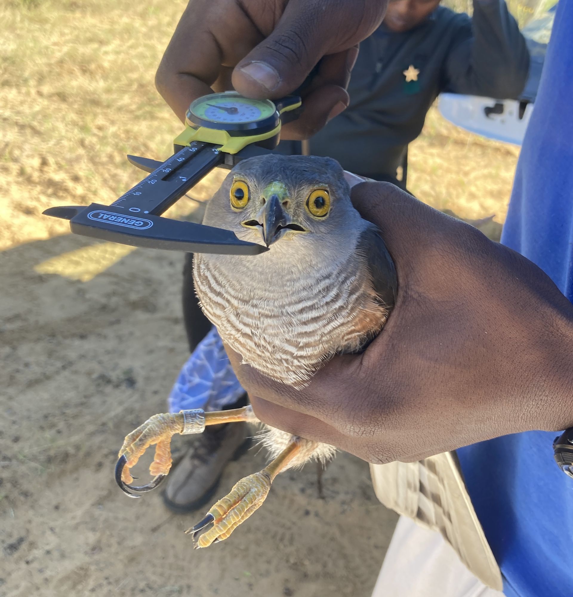A ringed hawk held in hand with its leg band visible