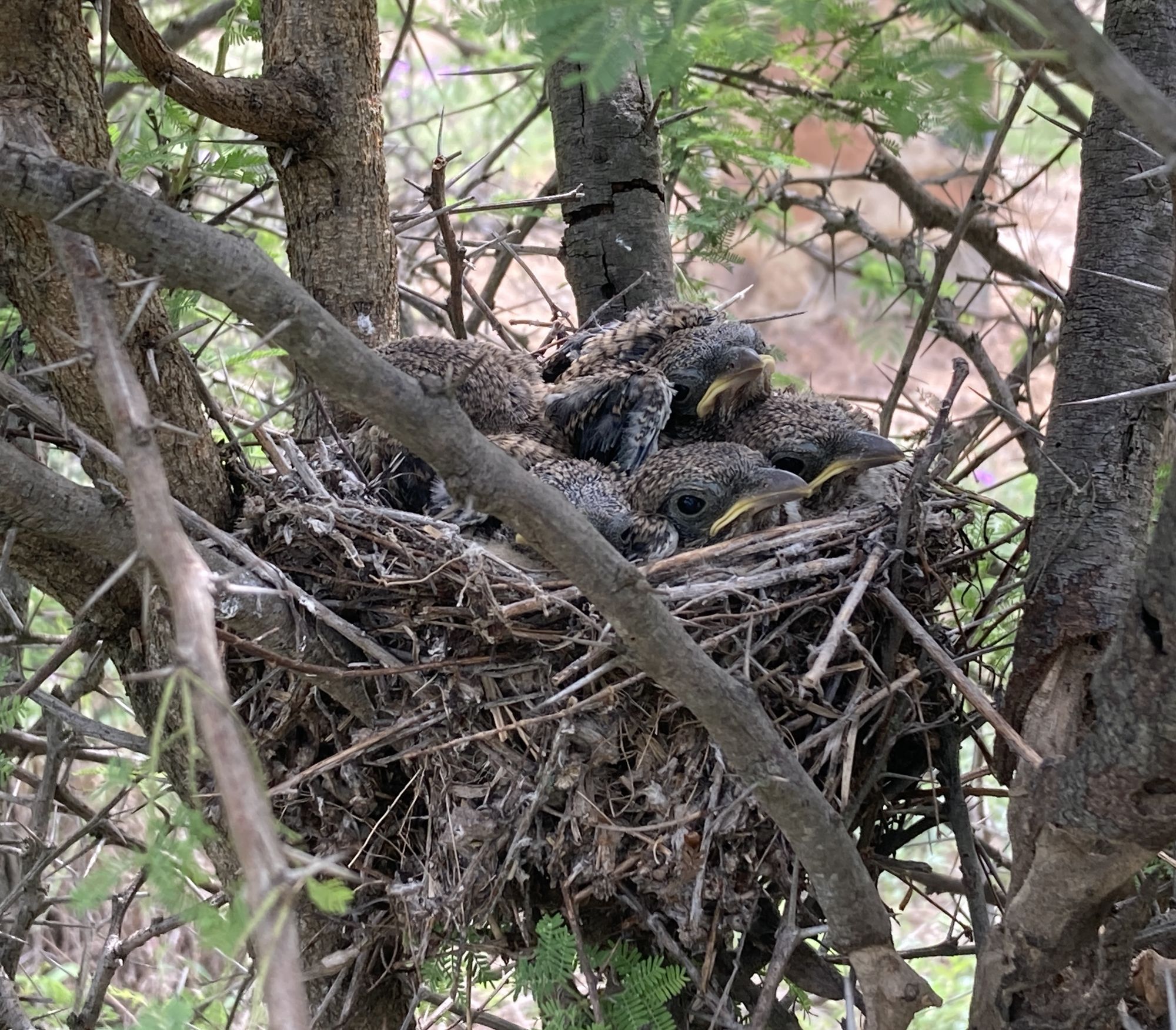 Chicks in a stick nest among tree branches